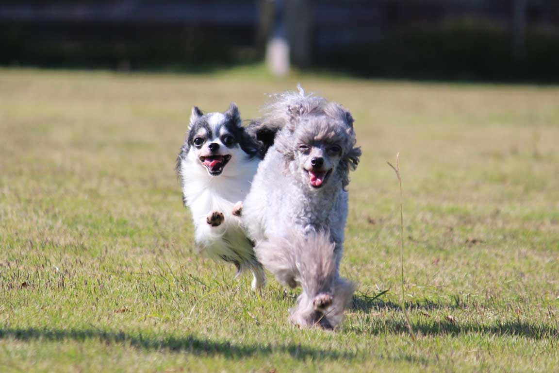 小型犬2頭までOK